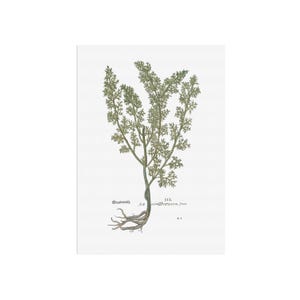 Artemisia Abrotanum Print - Vintage 1543 Botanical Illustration - Southernwood Herb Wall Art - Old Herbal Art  - Botany Poster