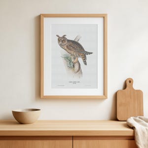 Long-Eared Owl Vintage Poster – Asio otus – Bird of Prey Art Print
