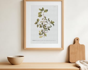 Impresión botánica, arte de rama de espino, decoración de pared de estilo vintage