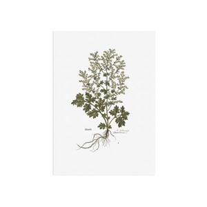 Artemisia Absinthium Botanical Print – Vintage Wormwood Herb Illustration from 1543 – Medicinal Plant Wall Art - Botany Poster