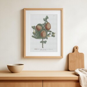 Ilustración botánica vintage de cedro del Líbano - Cedrus Print