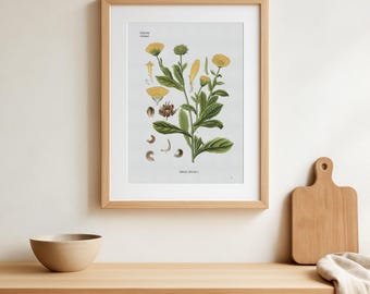Vintage Calendula officinalis Print - old botany print - Marigold, Ruddles - Köhler's Medizinal-Pflanzen