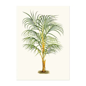 Vintage palm poster illustration Dictyosperma album as Areca aurea also known as princess palm or hurricane palm image 1