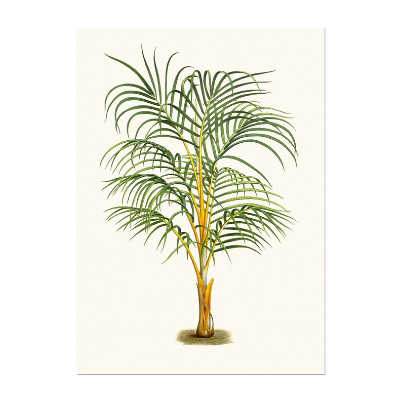 Vintage palm poster illustration Dictyosperma album as Areca aurea also known as princess palm or hurricane palm image 1