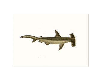 A vintage illustration of The Smooth hammerhead shark, Sphyrna zygaena - marine biolog poster - predatory fish - shark drawing