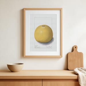 Póster vintage de botánica giclée del Aegle marmelos (Bael): hermosa réplica de la acuarela de Ellen Isham Schutt, 1909