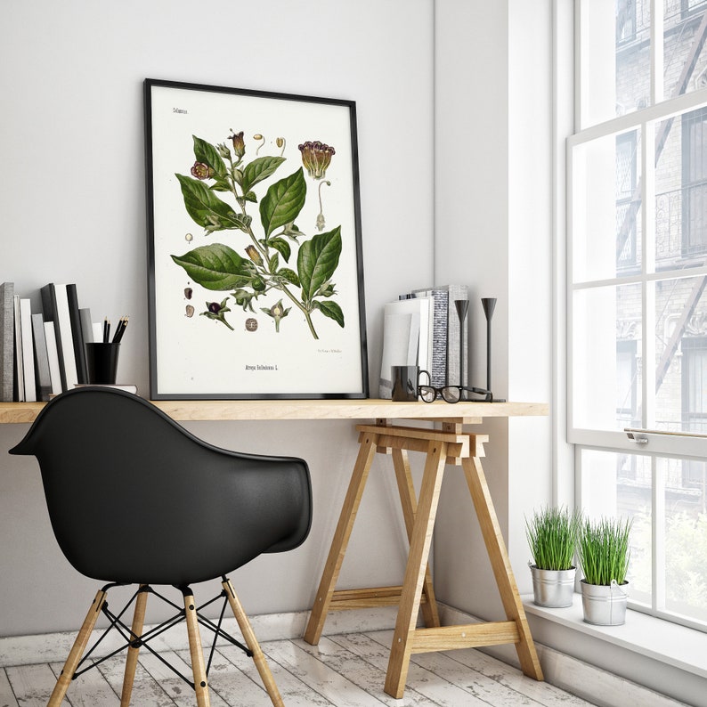 May include: A black framed botanical illustration of a green plant with purple flowers. The illustration is titled "Solanum Dulcamara L." and is on a white background. The illustration is hanging on a white wall above a wooden desk with a black chair and a potted plant.