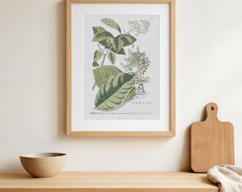 Ilustración botánica vintage de Ehretia, arte vegetal antiguo, impresión de bellas artes