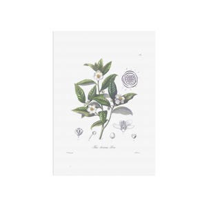 Vintage tea / Cha Poster -  Camellia sinensis - Tea plant drawing from old German botany book