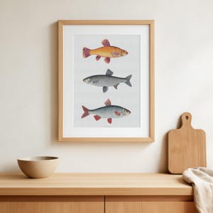 May include: A framed print showing three detailed illustrations of fish. The top fish is orange with red fins, the middle fish is grey, and the bottom fish is silver with red fins. The frame is light brown.
