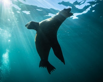 Baja Mexico Sea Lion, Seal, Sea Otter La Paz Sunburst - Underwater Photography Print