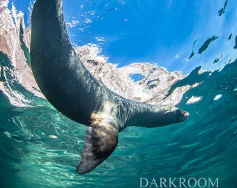 Baja Mexico Sea Lion, Seal, Sea Otter La Paz Sunburst - Underwater Photography Print