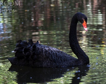 Black Swan, Australia Photography Print