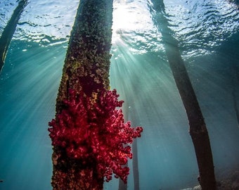 Soft Coral Pier - Indonesia Underwater Photography Print