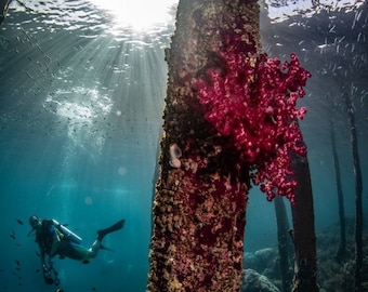 Soft Coral Pier - Indonesia Underwater Photography Print