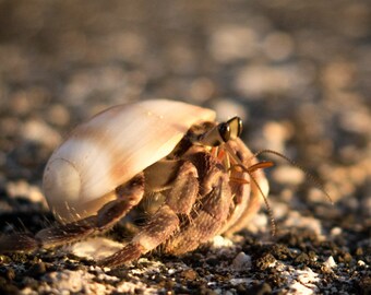 Hermit Crab in Shell - Fiji Photography Print