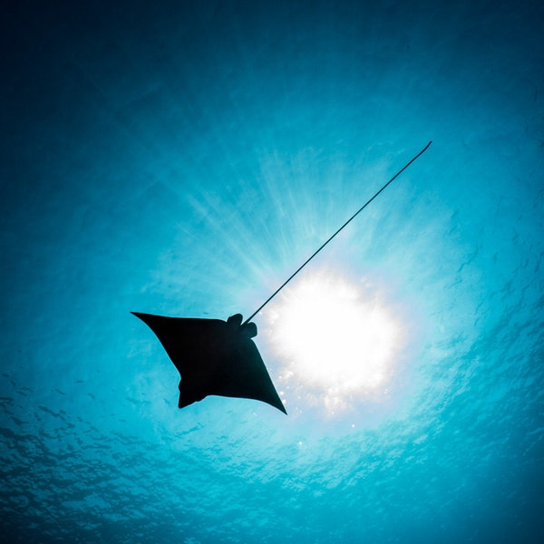 Spotted Eagle Ray - Hawaiian Ocean Underwater Photography Print