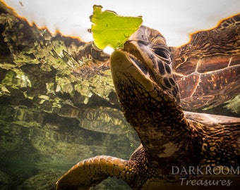 Hawaiian Sea Turtle - Beach Ocean Hawaiian Underwater Photography Print