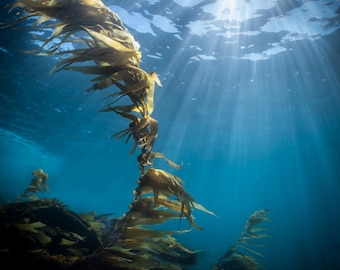 Laguna Beach Sunburst Reef Kelp - Underwater Photography Print