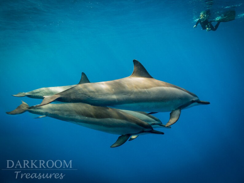 Spinner Dolphins Hawaiian Underwater Photography Print image 1