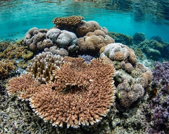 Indonesia Coral - Underwater Photography Print