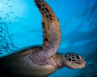 Coral Sea Turtle - Great Barrier Reef Underwater Photography Print