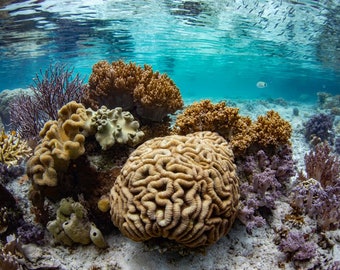 Indonesia Coral - Underwater Photography Print