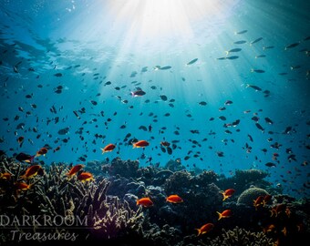 Coral Reef Fish - Great Barrier Reef Underwater Photography Print