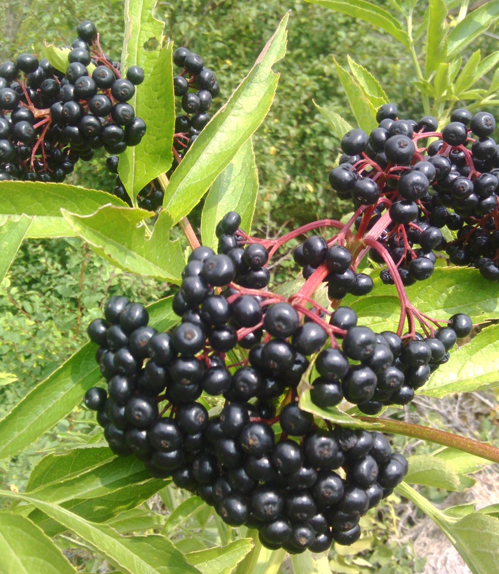 57 gr/2 oz Organic Dried Elderberry From Bulgaria Sambucus