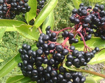 57 gr/2 oz Organic Dried Elderberry From Bulgaria Sambucus Nigra