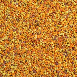 Puede incluir: Una imagen de primer plano de gránulos de polen de abeja. El polen es una mezcla de gránulos amarillos, naranjas y marrones.