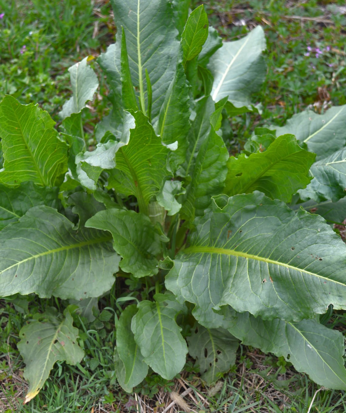 85 Gr. Dried Cut Yellow Dock Root Rumex Patientia Herbs Detox Etsy