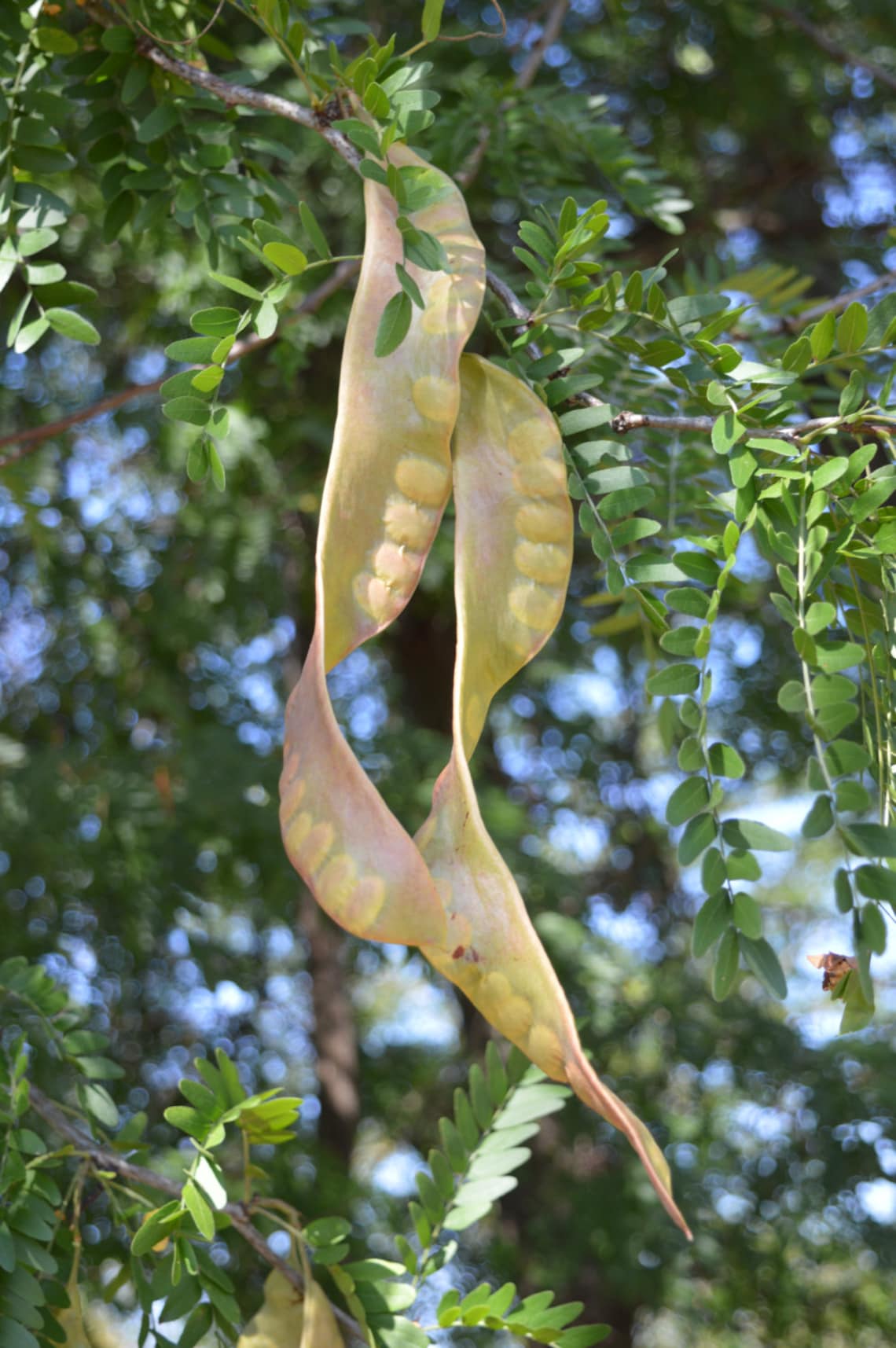 100 Seeds Honey Locust Tree Honeylocust Gleditsia Triacanthos From