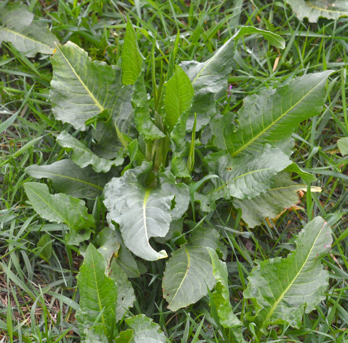 85 Gr. Dried Cut Yellow Dock Root Rumex Patientia Herbs Detox Etsy