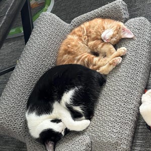 Cat Couch -Any Colour -Made To Order