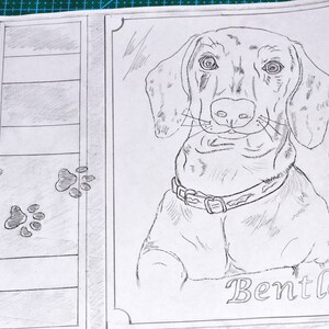 May include: A black and white pencil drawing of a dog named Bentley. The dog is a dachshund with a collar and is looking directly at the viewer.