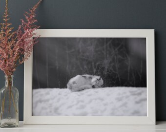 Black and white sleeping wolf art print - Snowy wolf print - Wildlife photography - Nature giclee print - Nature photography - Dreaming Wolf
