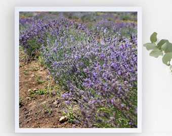 Lavendelfelder Landschaftsfotografie - Naturfotografie Lavendelblüten - Erntezeit Lavendelblüten - Botanische Kunst - Florale Wandkunst