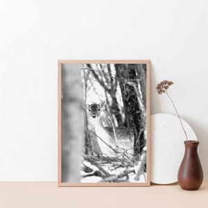 Affiche photo cerf dans la forêt - Cerf dans la neige - Affiche animaux dans forêt - Paysage hiver québécois - Déco scandinave - Déco chalet