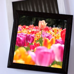 Tulip art print - Tulip photography - Botanical wall art - Flower photography print - Colorful decor - Floral wall art - Mothers day gift