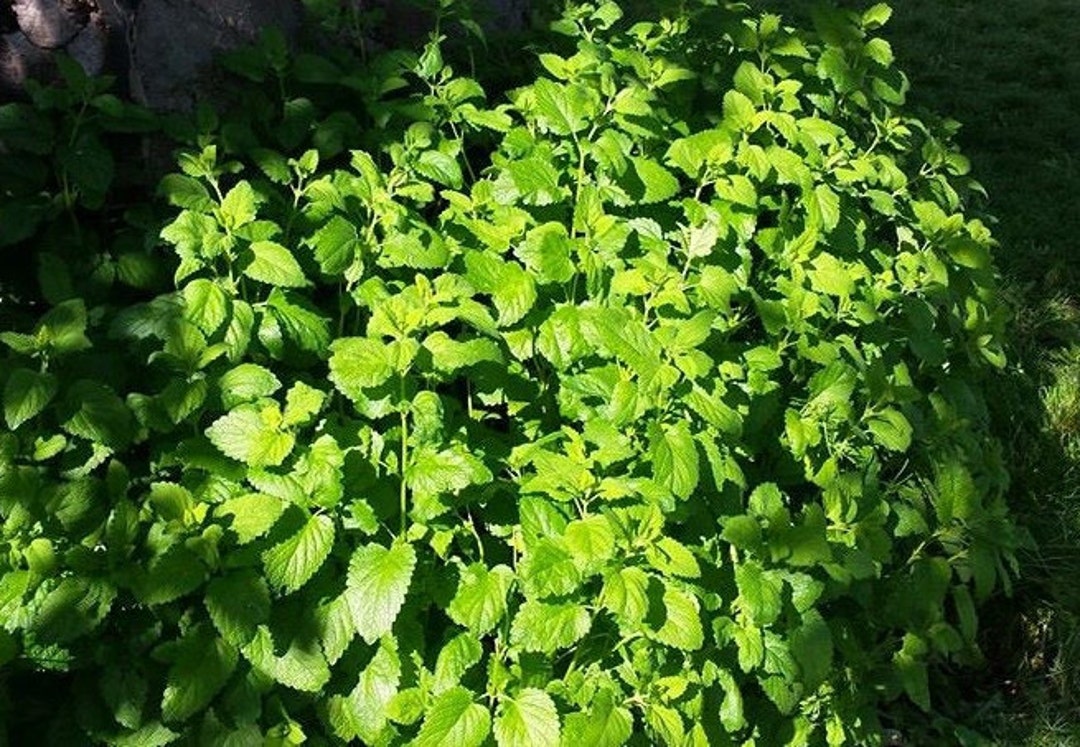 Lemon Balm Herbal Oil 30ml Organic Maceration of Leaves Into Israeli