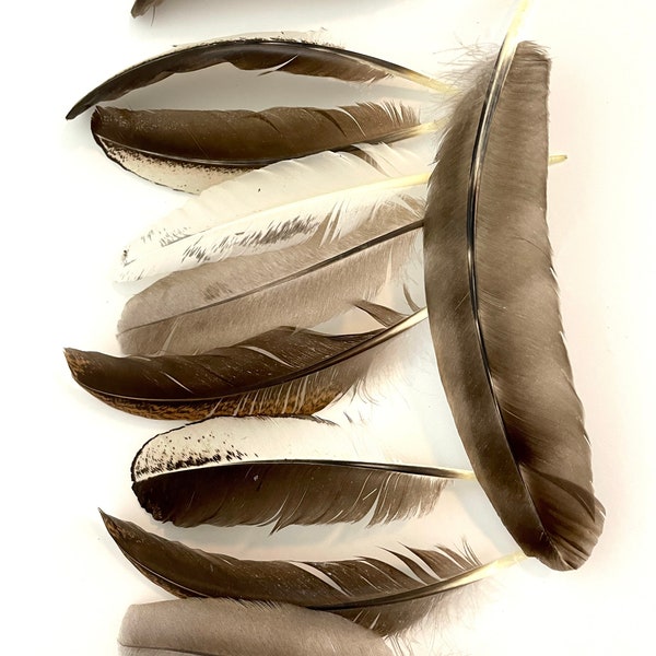 Chicken Feathers Etsy