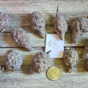May include: An overhead shot of several gray, textured seed pods, possibly pine cones, arranged on a wooden surface. A coin and a note with the number "5" are also present. The pods vary in size and shape.