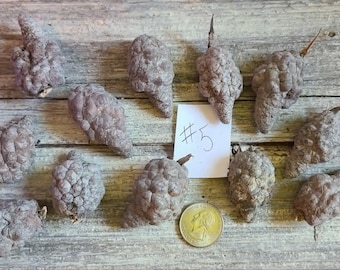 Knobcones Pinecones 12 Lot #5