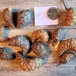 May include: A collection of 12 brown and tan dried pinecones with a textured surface. The pinecones are arranged on a wooden surface. The text "#2" is written on a pink card.