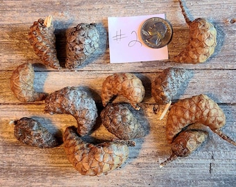 Knobcones Pinecones 12 Lot #2