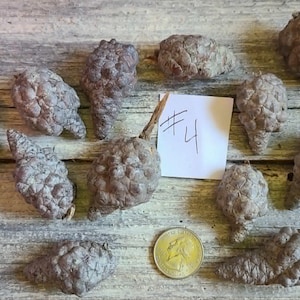 May include: An overhead shot displays several gray pine cones with textured surfaces, scattered on a wooden background. A small coin and a note with the number "#4" are also present. The cones vary in size and shape, with some having small stems.