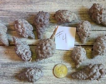 Knobcones Pinecones 12 Lot #4