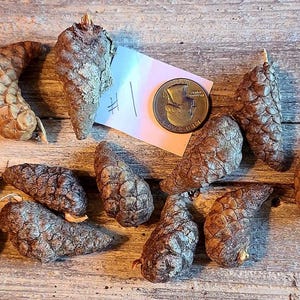 May include: A collection of 12 small, brown pine cones, some with a slightly curved shape. The cones are arranged on a wooden surface, with a US dollar coin for scale.