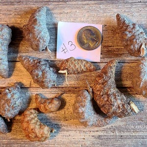 May include: A collection of 12 brown pine cones, some with small green sprouts, on a wooden surface. The cones are various sizes and shapes. A US quarter is included for scale. The text '#3' is written on a pink note card.